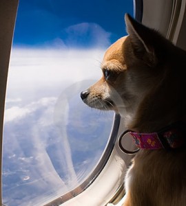 Dog in Airplane