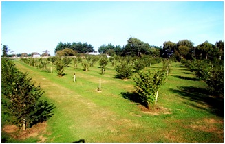 An Orchard for Producing Truffles