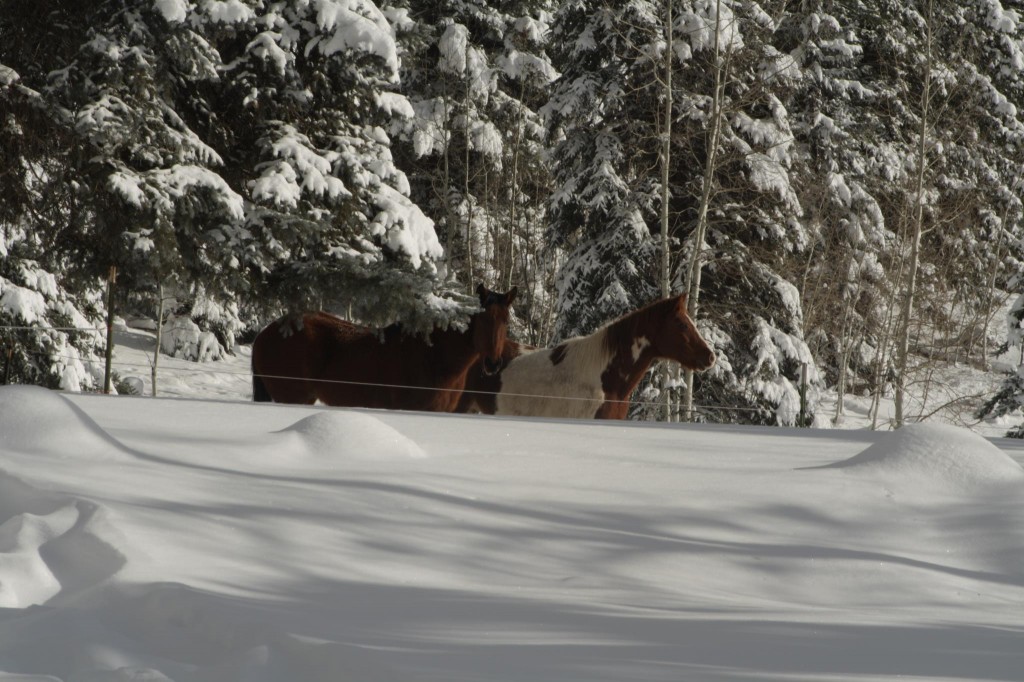 Horses at Lemon Lake Lodge